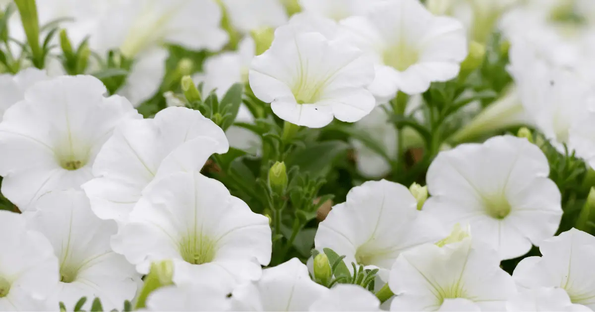 White Supertunias flower