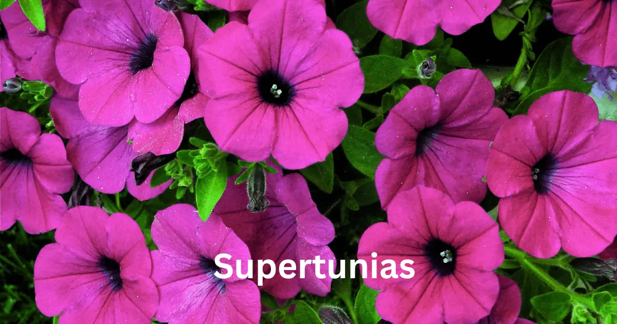 Pink Supertunias flower