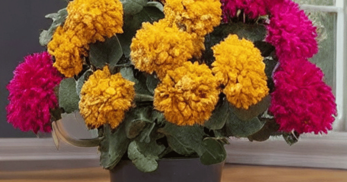 Winter Survival for Potted Mums