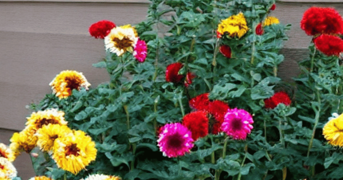 How to Winterize Mums in the Ground