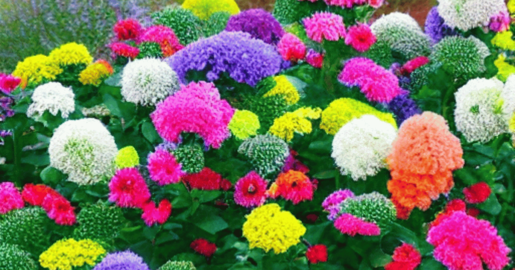 How to Winterize Mums