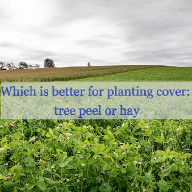 Which is better for planting cover: tree peel or hay