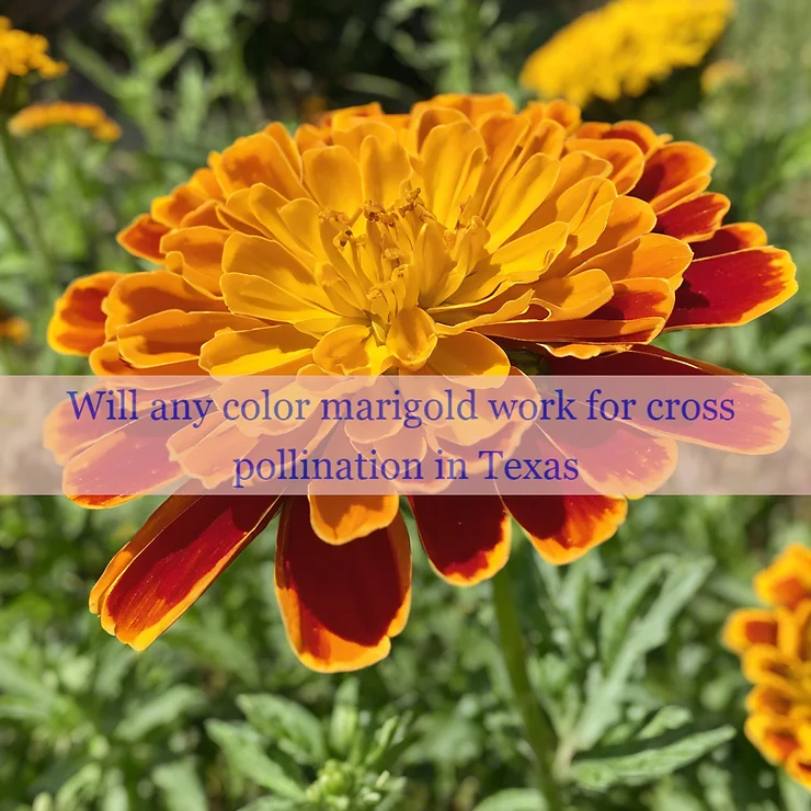 Will any color marigold work for cross pollination in Texas