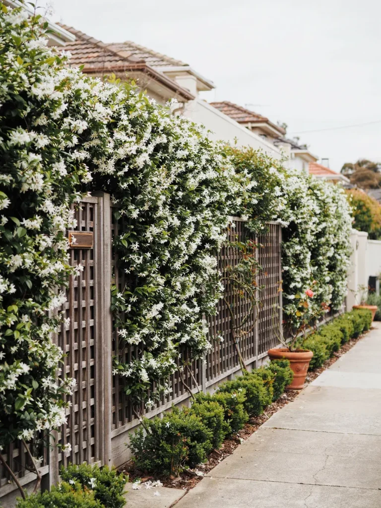 The Boundary Wall Trellis, Covering a Long Fence or Wall