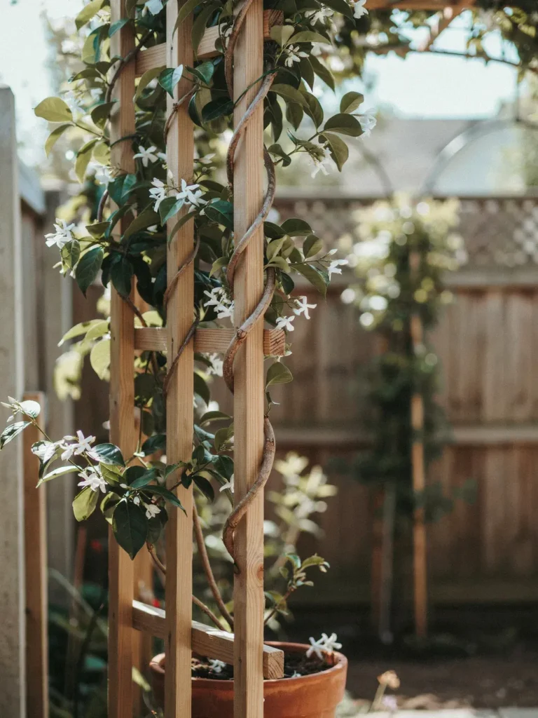Understanding How Star Jasmine Actually Climbs