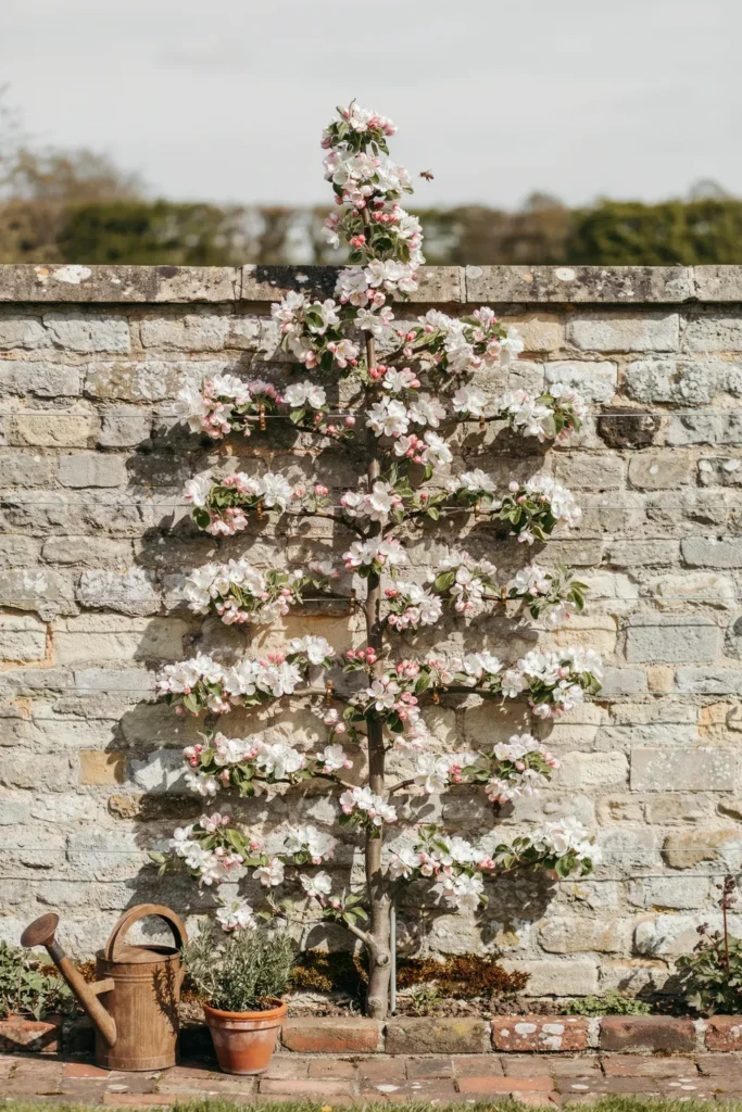 Espaliered Fruit-Tree Trellis Frame